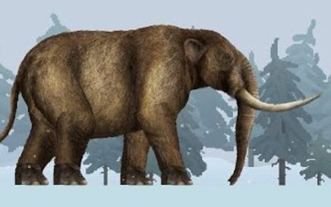 Mastodon wooly